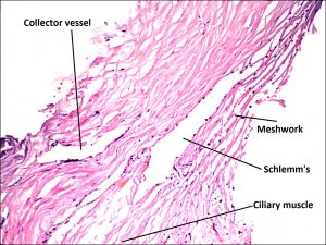 Mamalis_Ant_Chamber_02_labeled