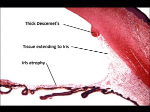 Mamalis_Ant_Chamber_07_labeled