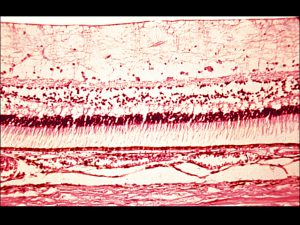 Mamalis_Ant_Chamber_15_unlabeled