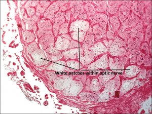 Mamalis_Ant_Chamber_36_labeled