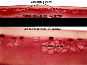 Mamalis_Ant_Chamber_38_labeled