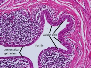 Mamalis Cellular Histo 01 labeled