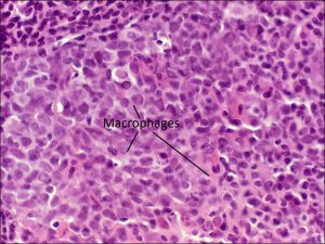 Mamalis Cellular Histo 05 labeled