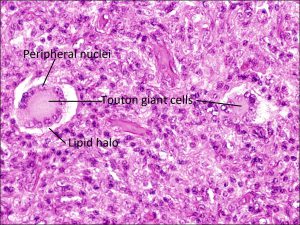 Mamalis Cellular Histo 12 labeled