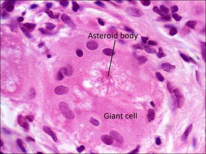 Mamalis Cellular Histo 17 labeled