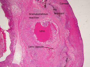 Mamalis Cellular Histo 19 labeled