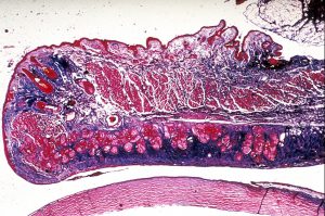 Mamalis Eyelid 02 unlabeled