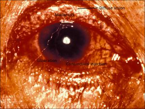 Mamalis Eyelid 60 labeled