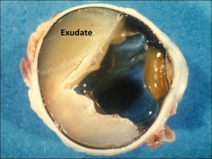 Mamalis Tumor 37 labeled