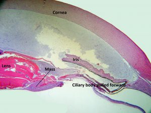 Mamalis Tumor 45 labeled