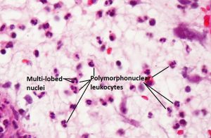 Mamalis Cellular Histo 02 labeled