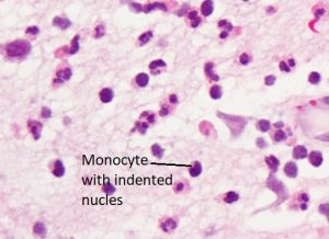 Mamalis Cellular Histo 04 labeled 