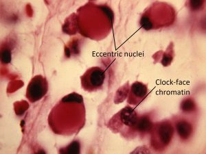 Mamalis Cellular Histo 07 labeled