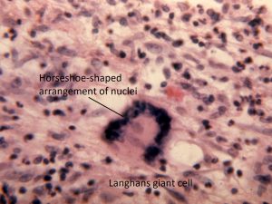 Mamalis Cellular Histo 10 labeled