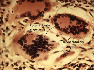 Mamalis Cellular Histo 13 labeled