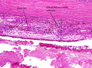 Mamalis Cellular Histo 15 labeled 