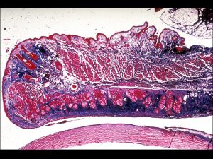 Mamalis Normal Eye 06