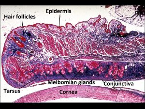 Mamalis Normal Eye 06