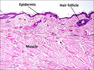 Mamalis Normal Eye 07