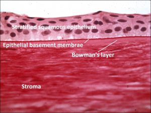 Mamalis Normal Eye 15