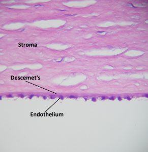 Mamalis Normal Eye 16