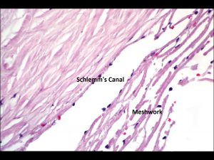 Mamalis Normal Eye 19