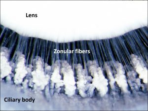 Mamalis Normal Eye 27