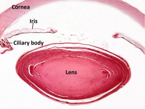 Mamalis Normal Eye 33