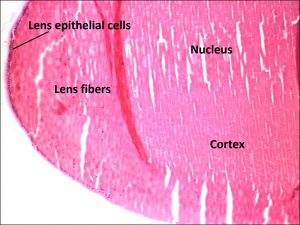 Mamalis Normal Eye 35