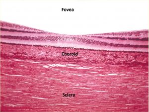 Mamalis Normal Eye 41