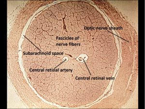 Mamalis Normal Eye 44