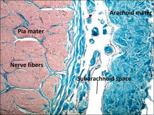 Mamalis Normal Eye 45