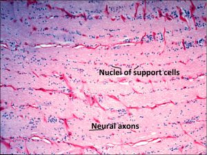 Mamalis Normal Eye 46