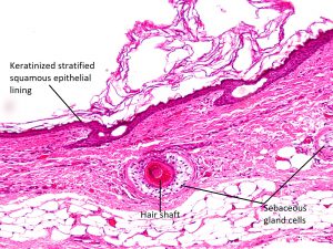 Mamalis Orbit 16 Labeled
