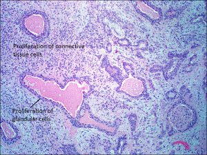 Mamalis Orbit 31 labeled