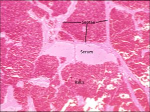 Mamalis Orbit 48 labeled