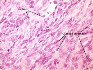 Mamalis Orbit 54 labeled