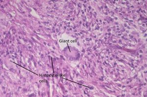 Mamalis Orbit 56 labeled