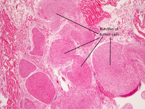 Mamalis Orbit 66 labeled