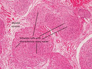 Mamalis Orbit 67 labeled