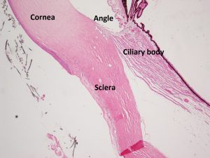 Mamalis Sclera 01 labeled